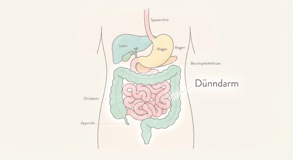 Illustration des Verdauungstrakts zur Erklärung der Ursachen einer Dünndarmfehlbesiedlung.